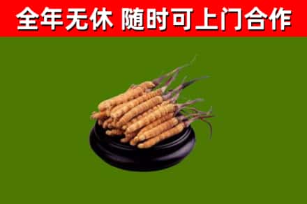 商丘回收散虫草
